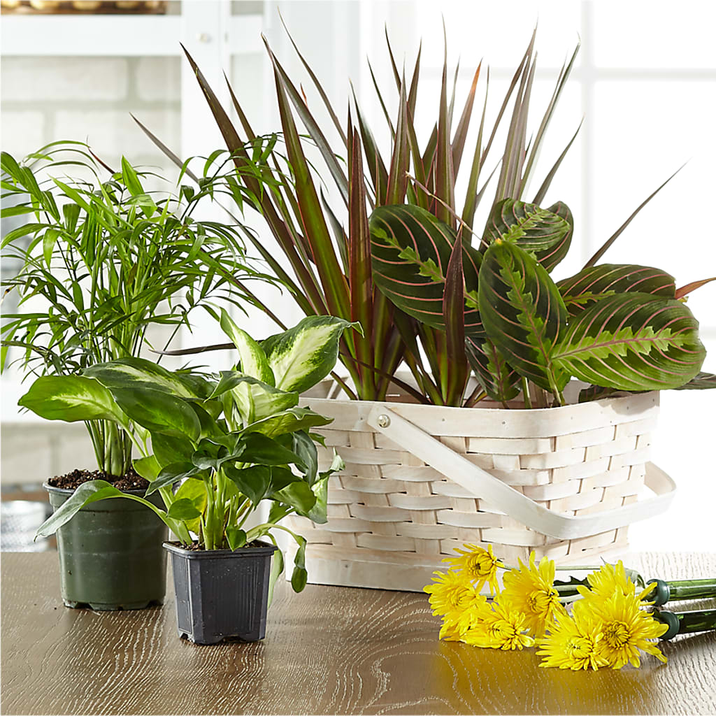 Florist Designed Blooming and Green Plants in a Basket – Vanessa Florist Corp, Brooklyn NY