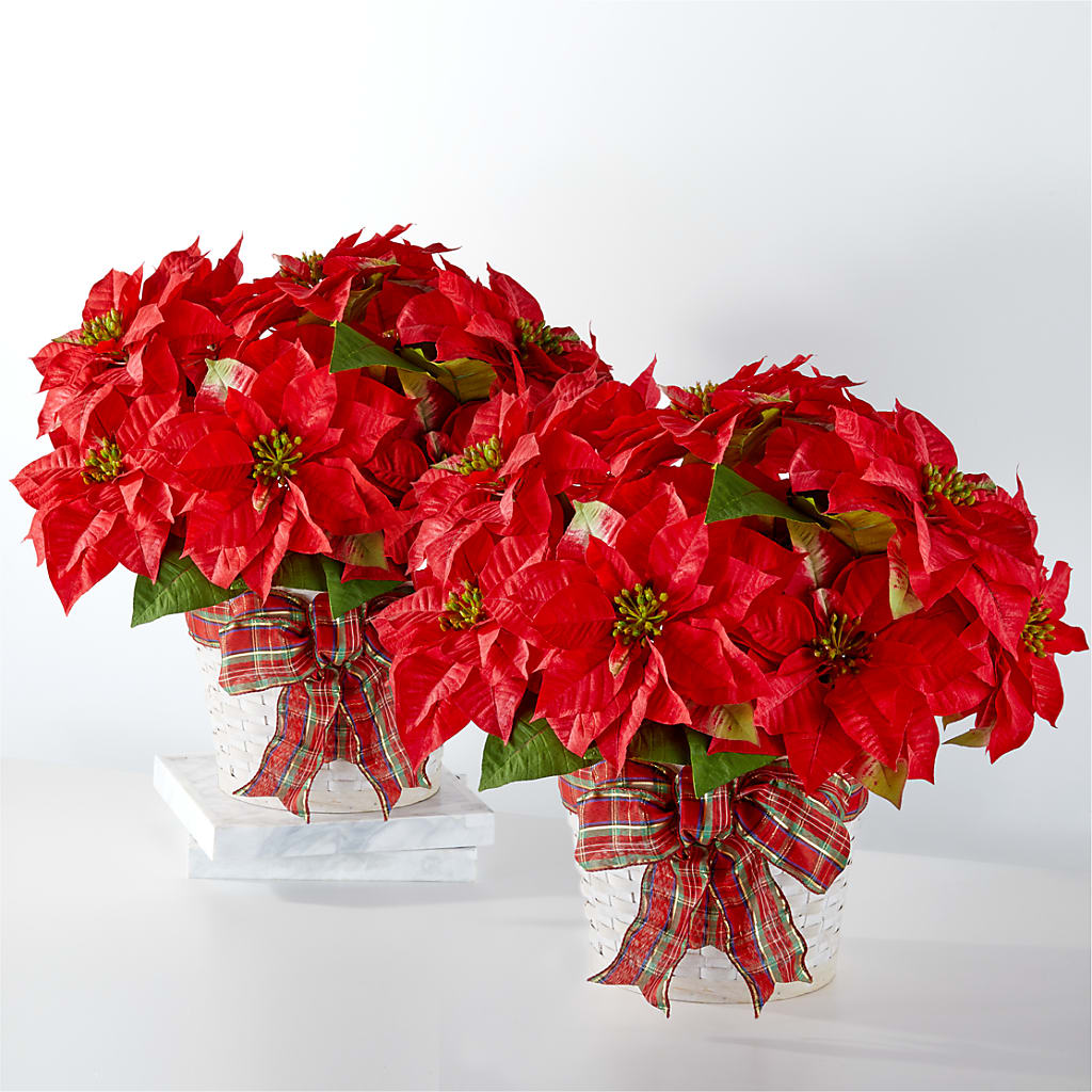 Happiest Holidays Poinsettia Bundle – Vanessa Florist Corp, Brooklyn NY