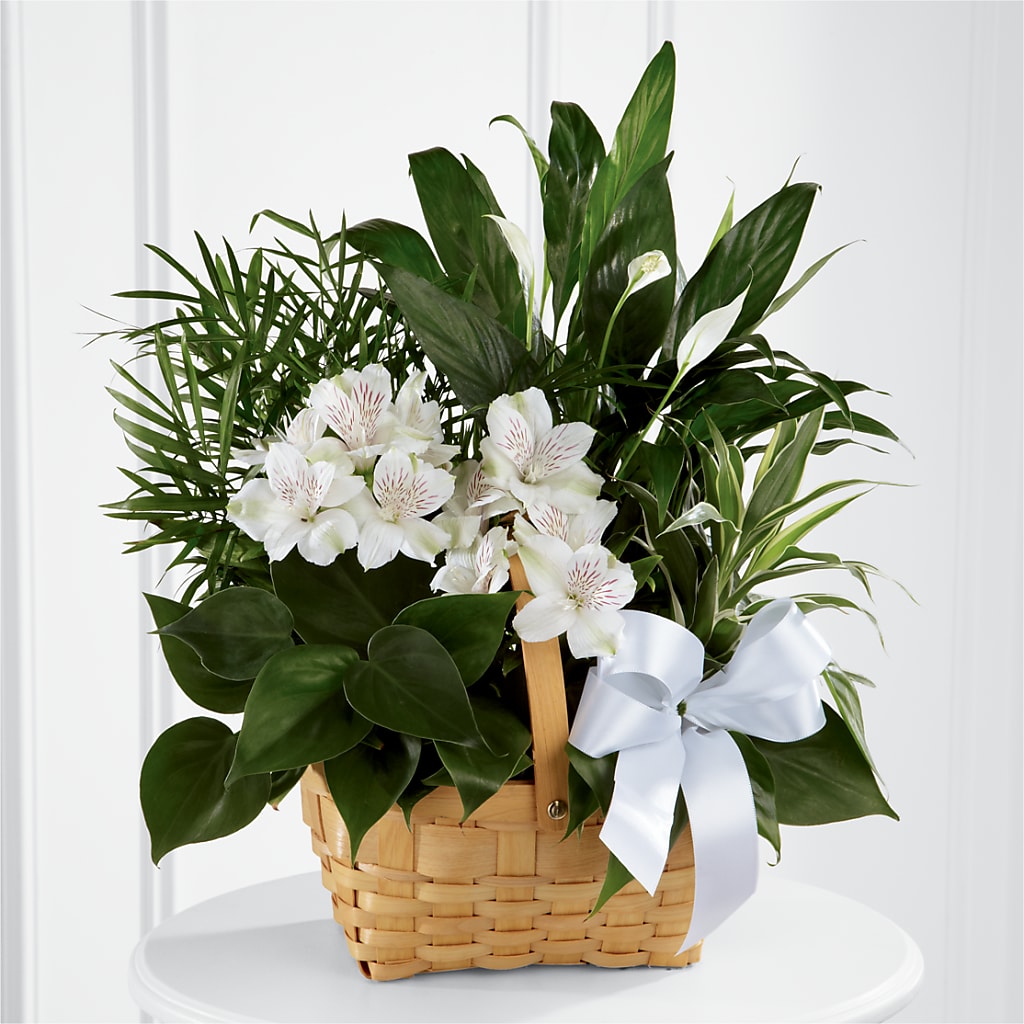 Peace & Serenity Dishgarden – Vanessa Florist Corp, Brooklyn NY