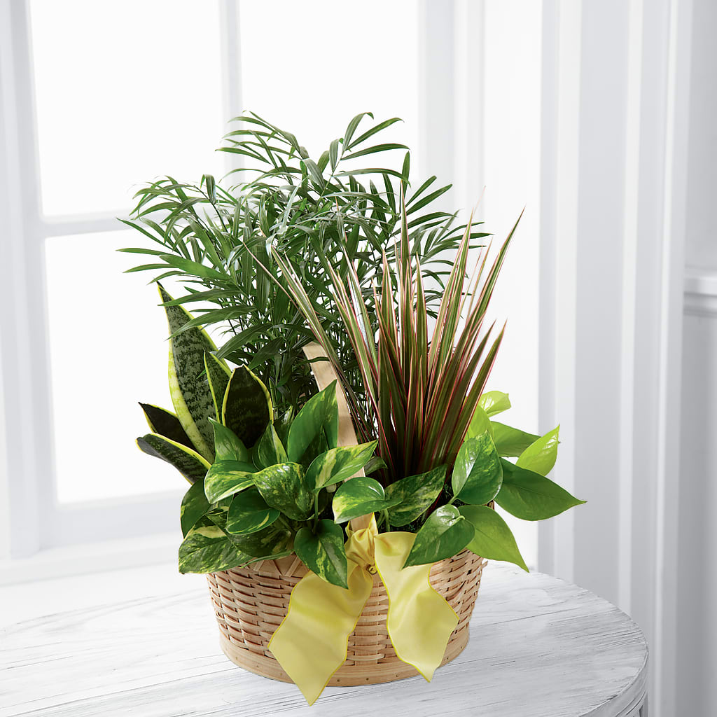 French Garden – Vanessa Florist Corp, Brooklyn NY