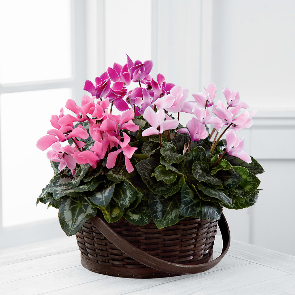 Mixed Cyclamen Planter – Vanessa Florist Corp, Brooklyn NY