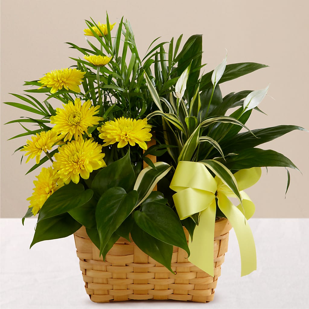 Loving Light Dishgarden – Vanessa Florist Corp, Brooklyn NY