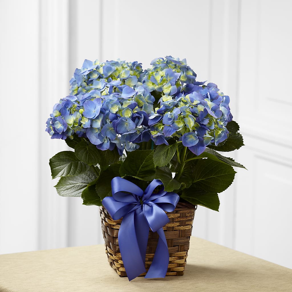 Blue Hydrangea Planter – Vanessa Florist Corp, Brooklyn NY