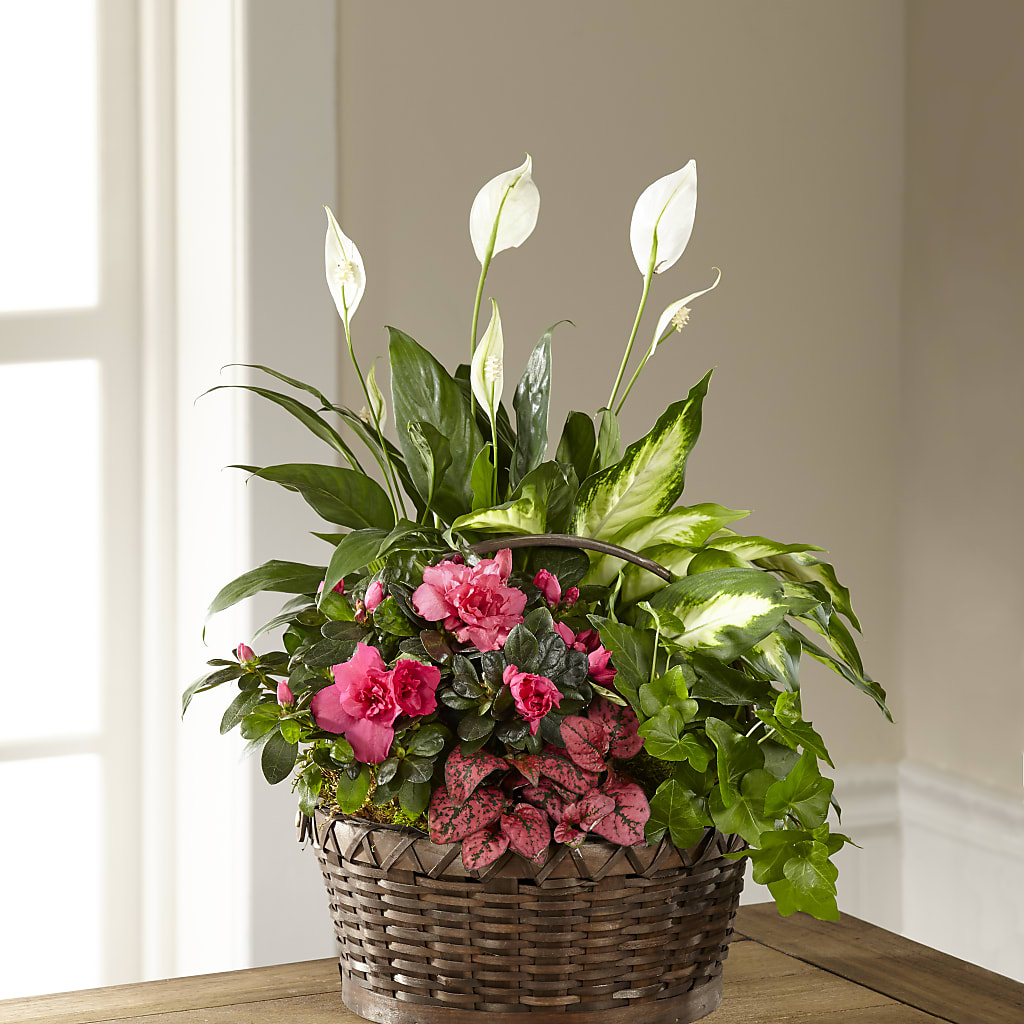 Dream in Pink Dishgarden – Vanessa Florist Corp, Brooklyn NY