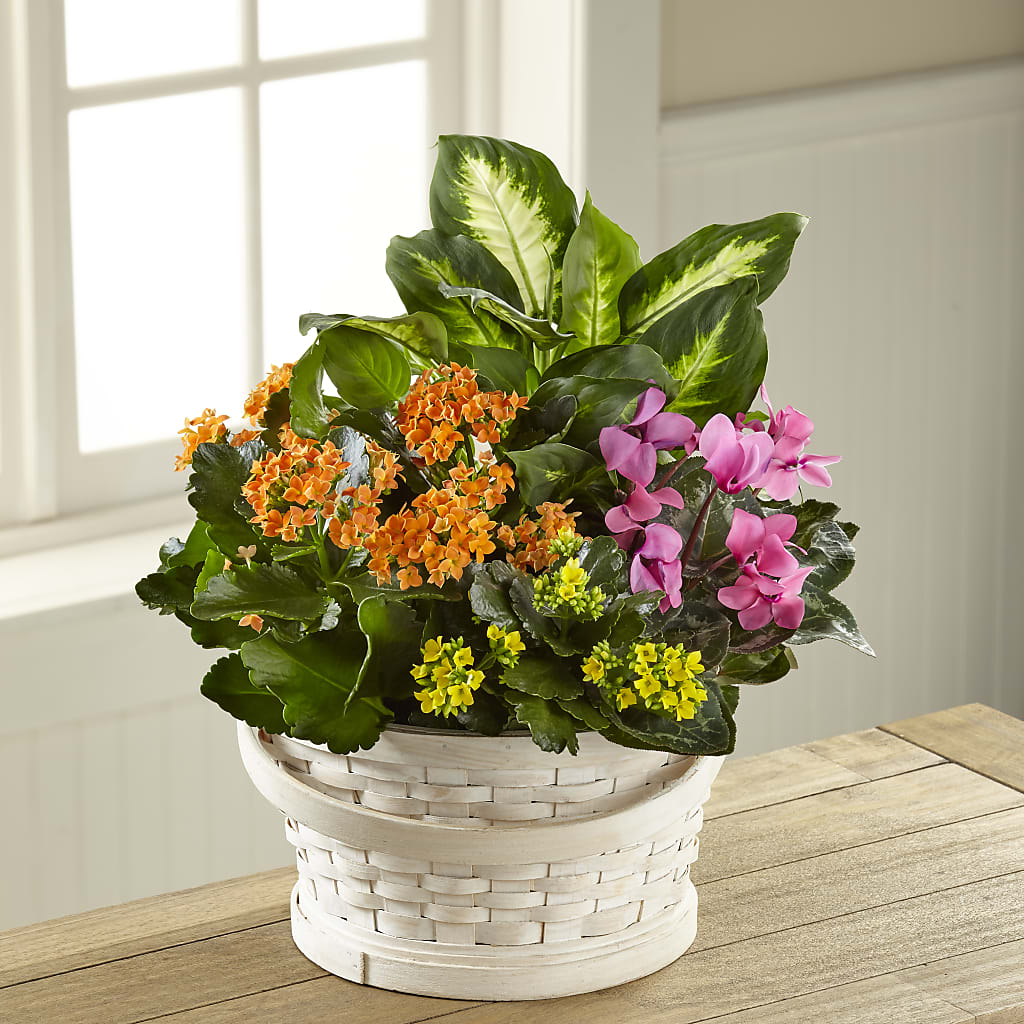 Color Crush Dishgarden – Vanessa Florist Corp, Brooklyn NY