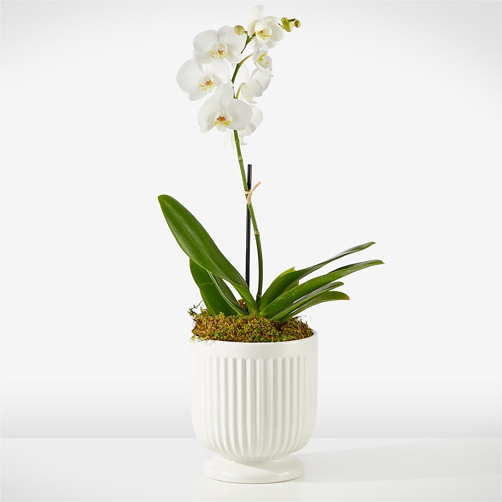 Whispering White Orchid – Vanessa Florist Corp, Brooklyn NY