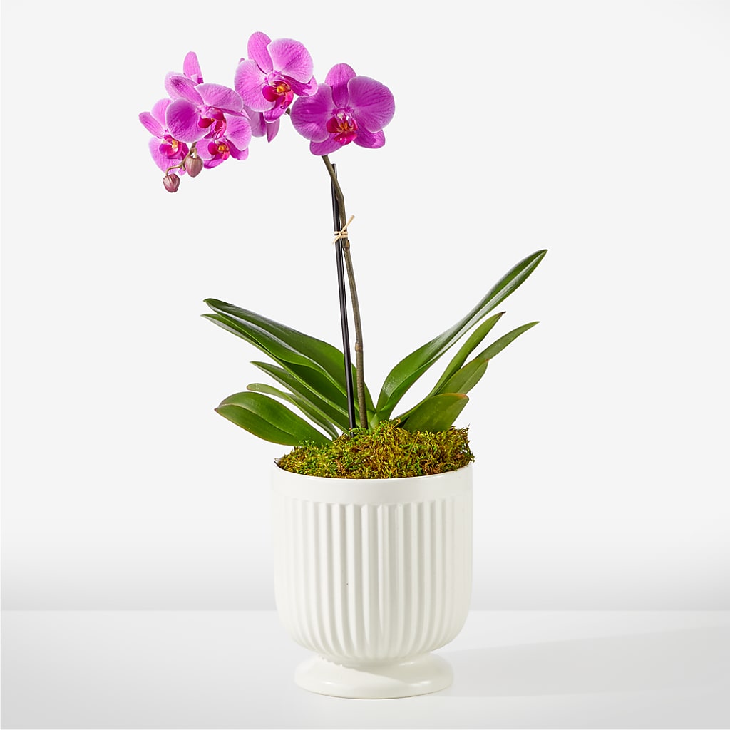 Friendly Fuchsia Orchid – Vanessa Florist Corp, Brooklyn NY