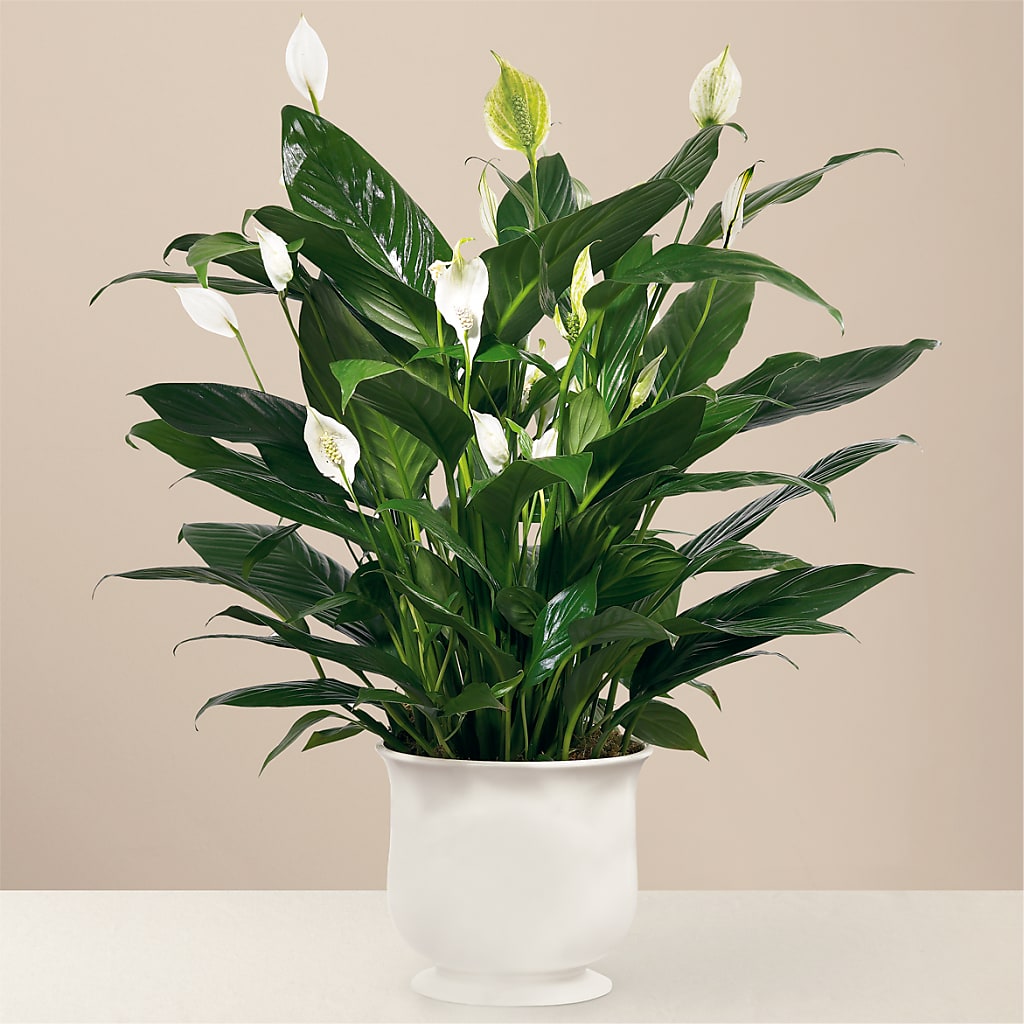 Comfort Planter – Vanessa Florist Corp, Brooklyn NY