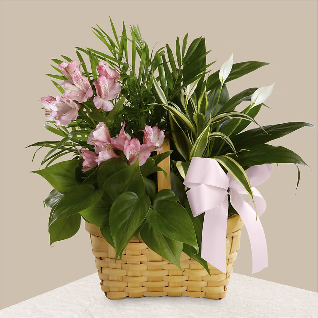 Living Spirit Dishgarden – Vanessa Florist Corp, Brooklyn NY