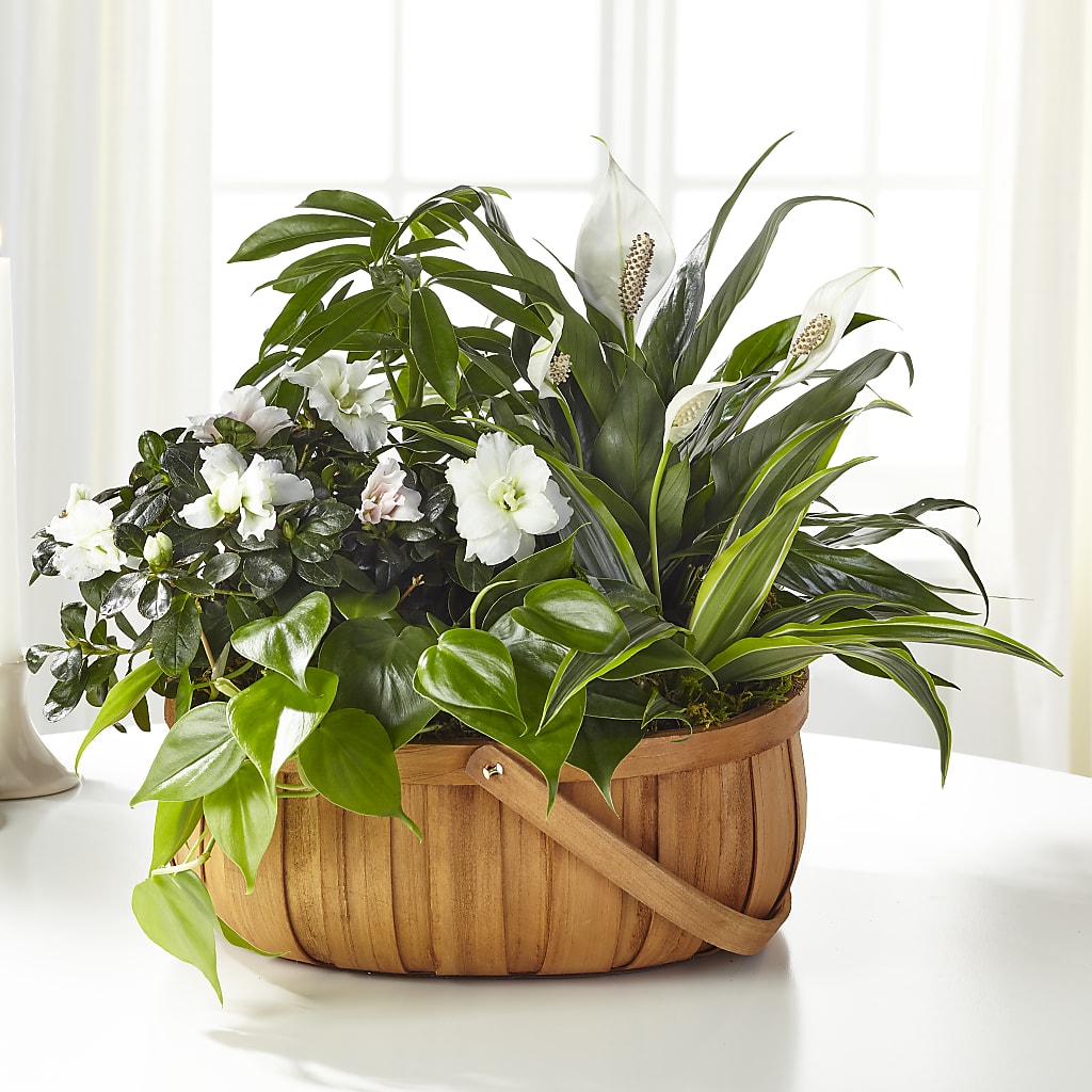 Serene Dishgarden – Vanessa Florist Corp, Brooklyn NY