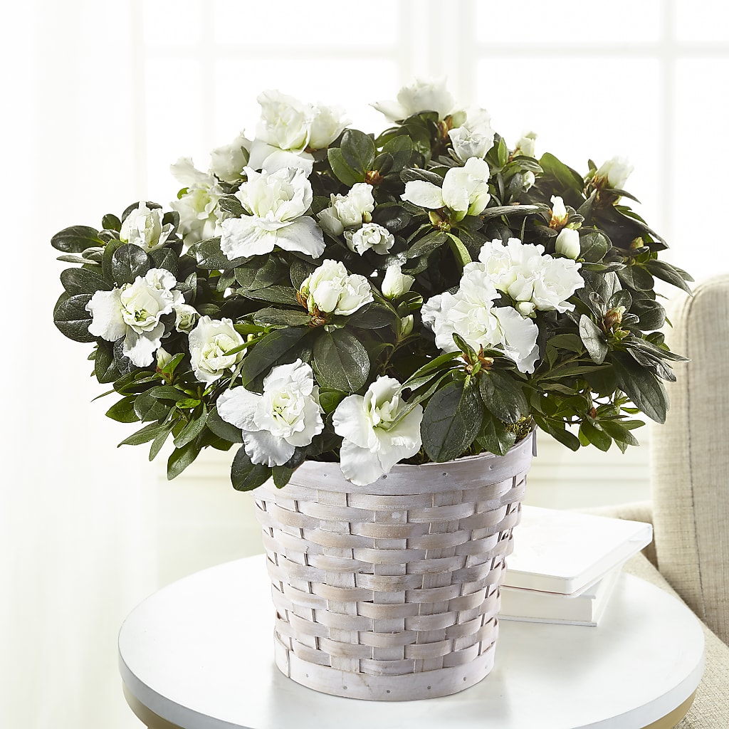 White Azalea Plant – Vanessa Florist Corp, Brooklyn NY