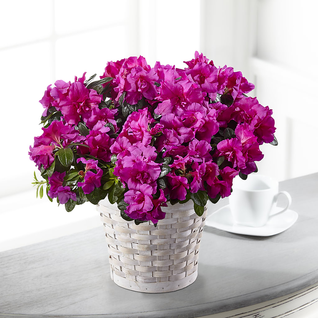 Hope & Serenity Azalea Plant – Vanessa Florist Corp, Brooklyn NY