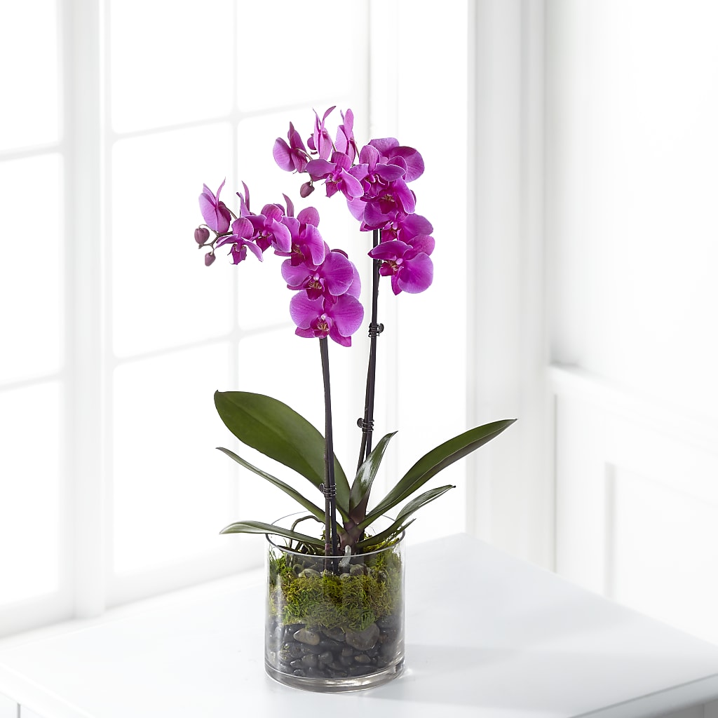 Pink Orchid Plant – Vanessa Florist Corp, Brooklyn NY