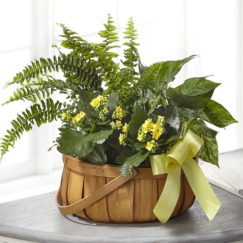 Always Dear Dishgarden – Vanessa Florist Corp, Brooklyn NY