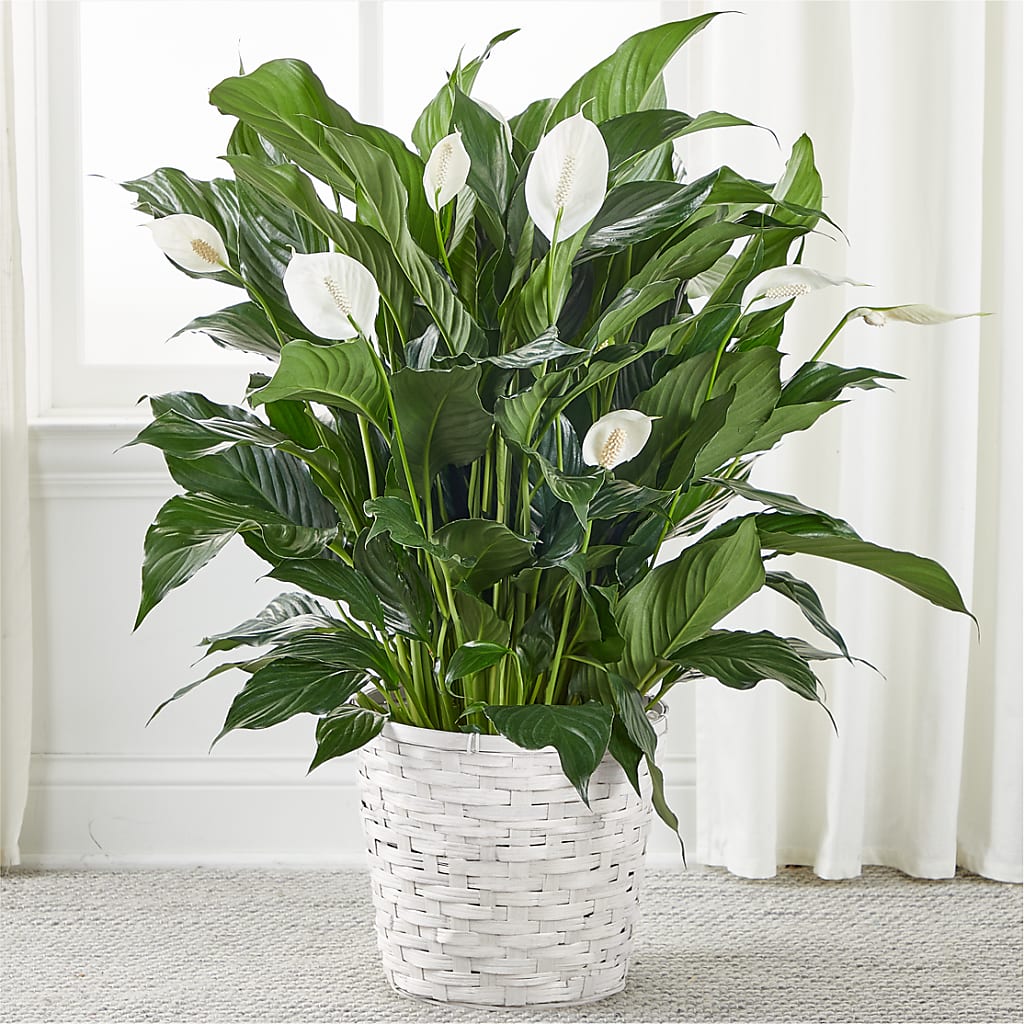 A New Leaf Peace Lily – Vanessa Florist Corp, Brooklyn NY