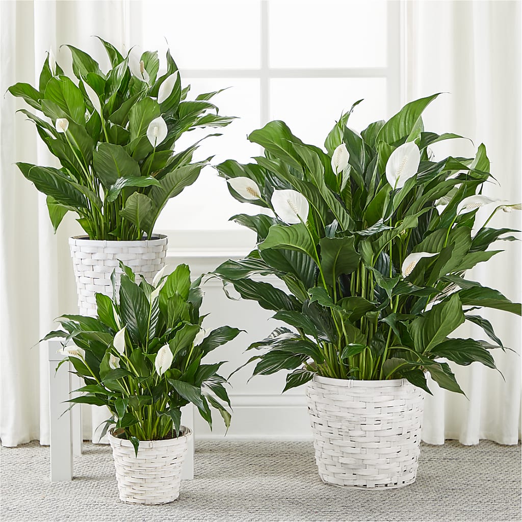 A New Leaf Peace Lily – Vanessa Florist Corp, Brooklyn NY