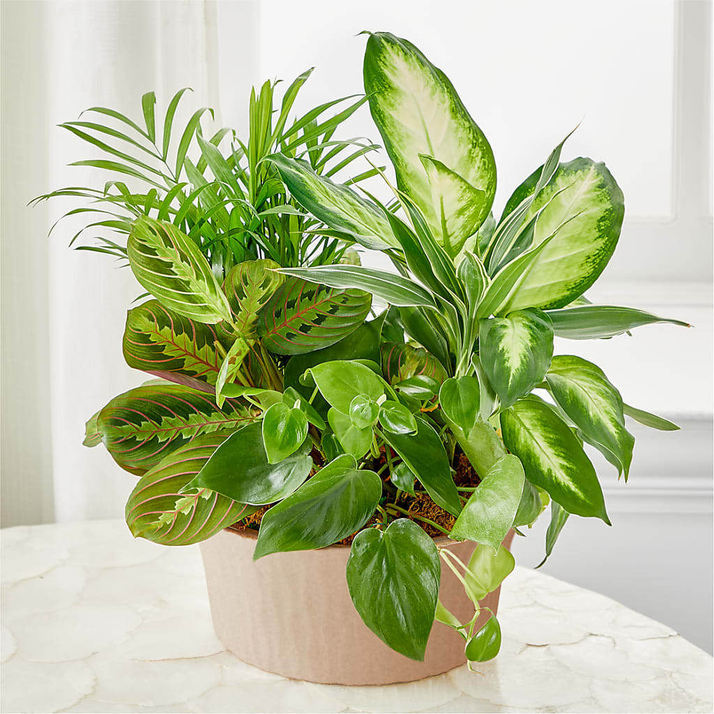 Balance & Harmony Dishgarden – Vanessa Florist Corp, Brooklyn NY