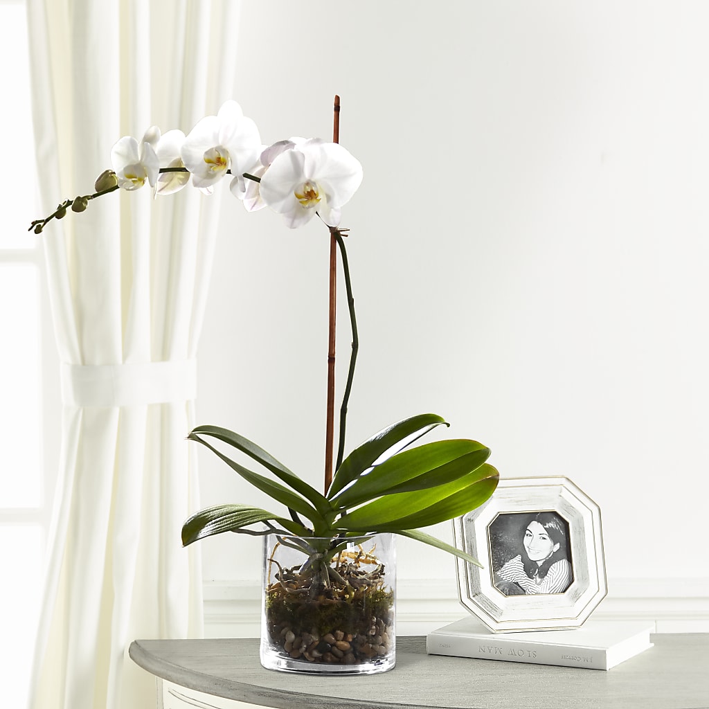 White Orchid Planter – Vanessa Florist Corp, Brooklyn NY