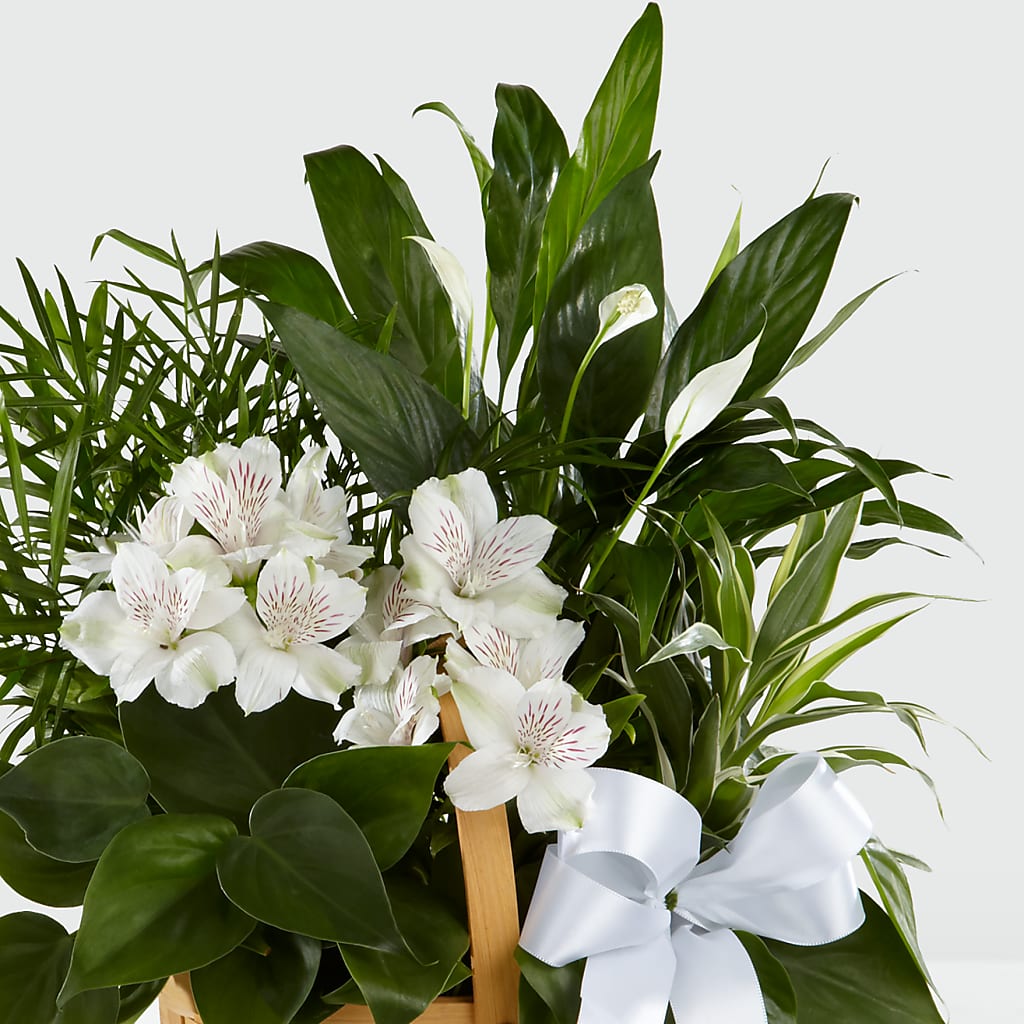 Peace & Serenity Dishgarden –  Vanessa Florist Corp, Brooklyn NY