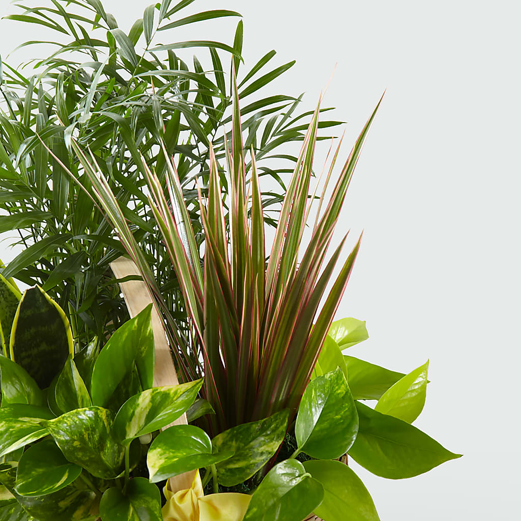 French Garden –  Vanessa Florist Corp, Brooklyn NY