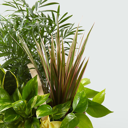 French Garden –  Vanessa Florist Corp, Brooklyn NY