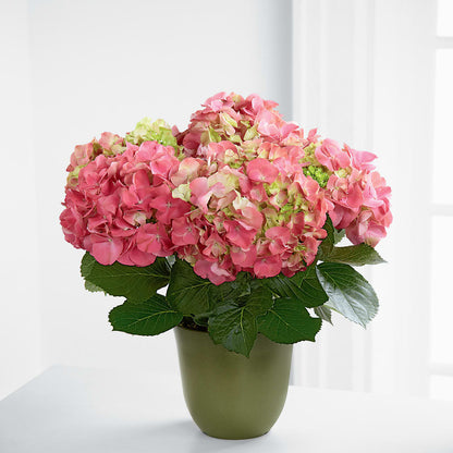 Pink Hydrangea Planter –  Vanessa Florist Corp, Brooklyn NY