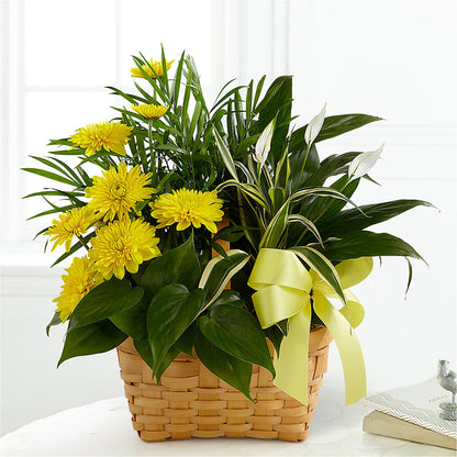 Loving Light Dishgarden –  Vanessa Florist Corp, Brooklyn NY
