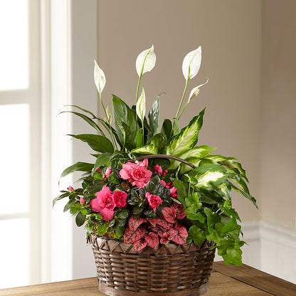 Dream in Pink Dishgarden –  Vanessa Florist Corp, Brooklyn NY