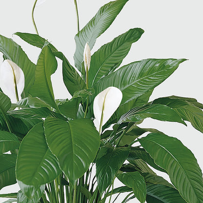 Tranquil Moments Peace Lily Plant –  Vanessa Florist Corp, Brooklyn NY