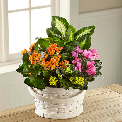 Color Crush Dishgarden –  Vanessa Florist Corp, Brooklyn NY