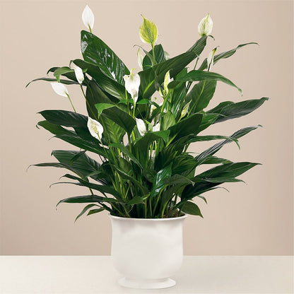 Comfort Planter –  Vanessa Florist Corp, Brooklyn NY