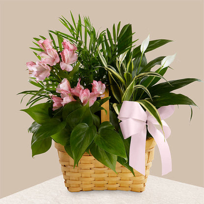 Living Spirit Dishgarden –  Vanessa Florist Corp, Brooklyn NY