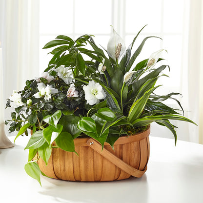 Serene Dishgarden –  Vanessa Florist Corp, Brooklyn NY