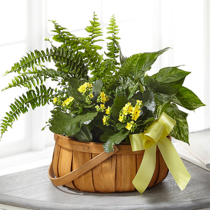 Always Dear Dishgarden –  Vanessa Florist Corp, Brooklyn NY