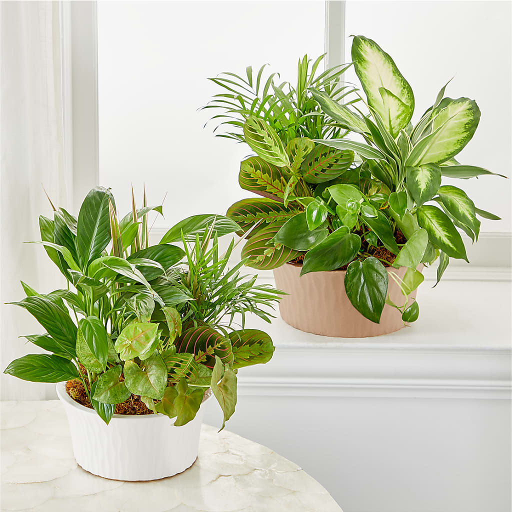 Balance & Harmony Dishgarden –  Vanessa Florist Corp, Brooklyn NY