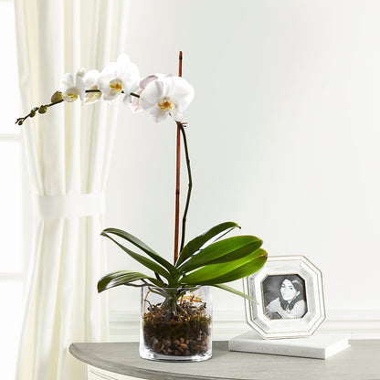 White Orchid Planter –  Vanessa Florist Corp, Brooklyn NY