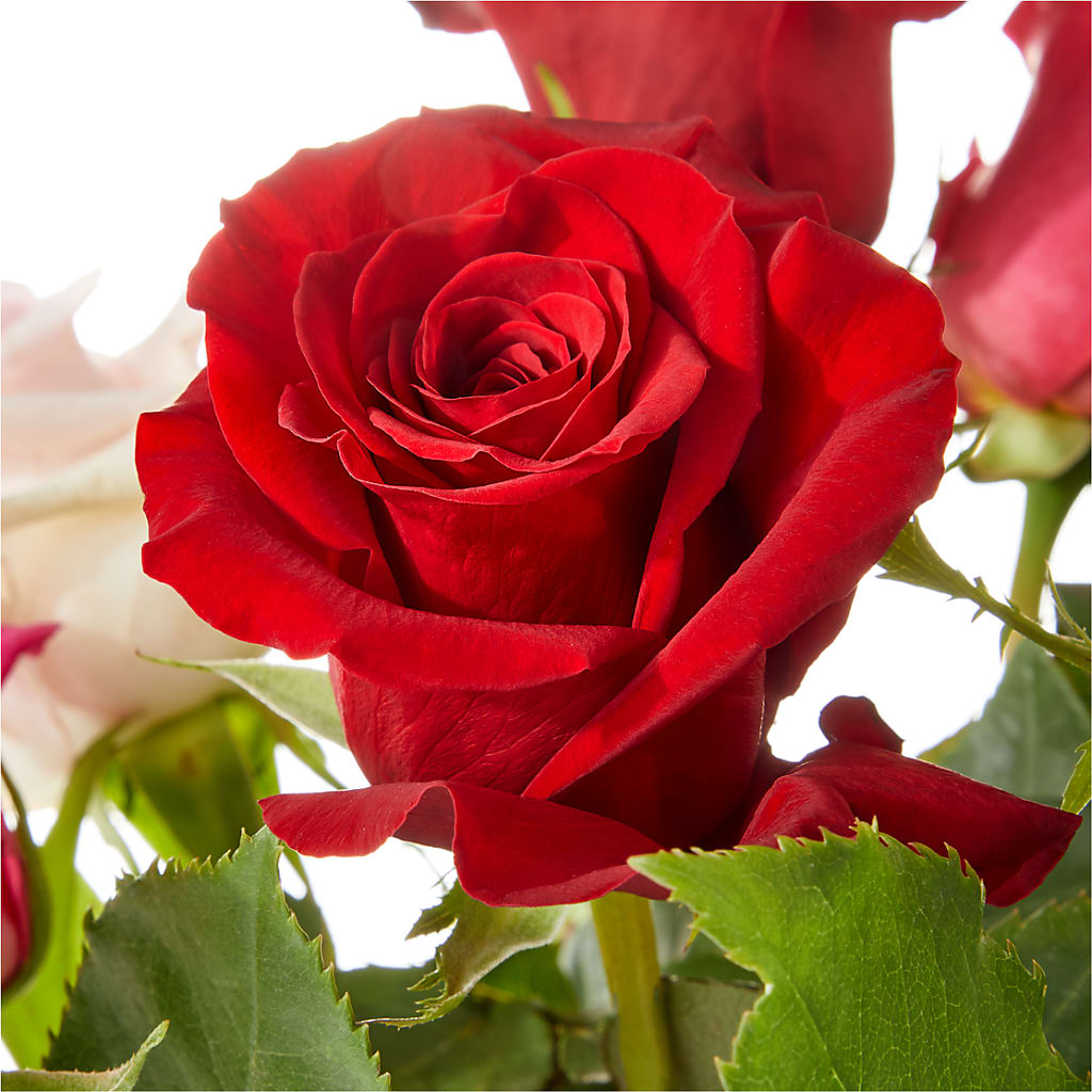 Love Notes Rose Bouquet –  Vanessa Florist Corp, Brooklyn NY